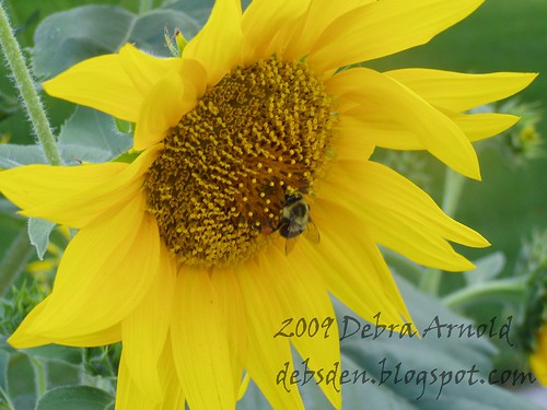 Bee_and_Sunflower2a
