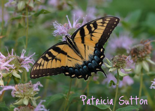Tiger Swallowtail on Monarda