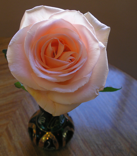 Study 4: Peach Rose