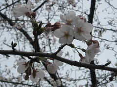 大阪城の桜