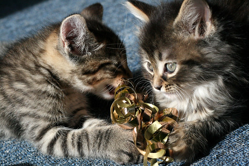 kittens with ribbons!