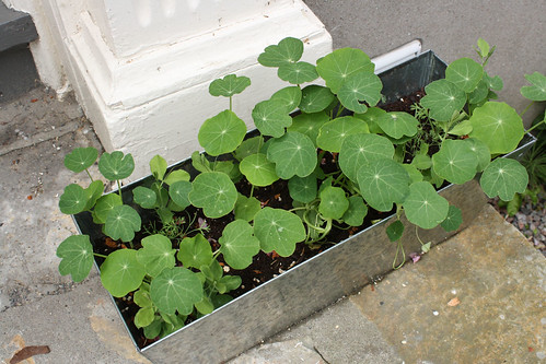 A mix of nasturtiums and wildflowers. Guess whats dominating? (I have another of these boxes, but it needs more drainage - everything is drowning.)