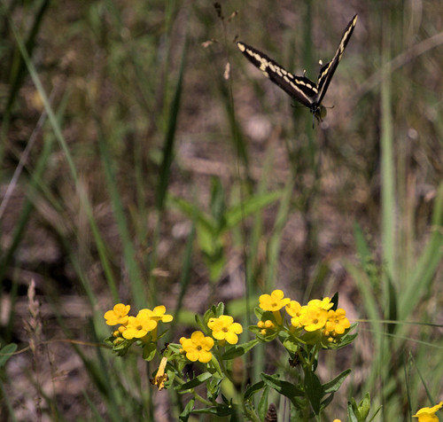 Butterfly Landing Along Root River Trail