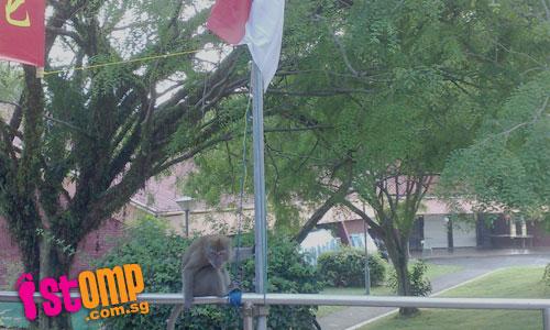 Is this monkey raising our national flag?