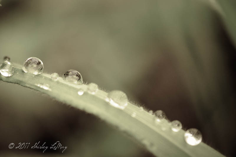 water Drops macro