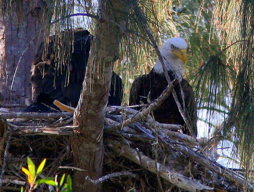 Adult And Chick 20090312