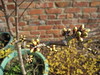 Burgeoning buds on the cherry tree