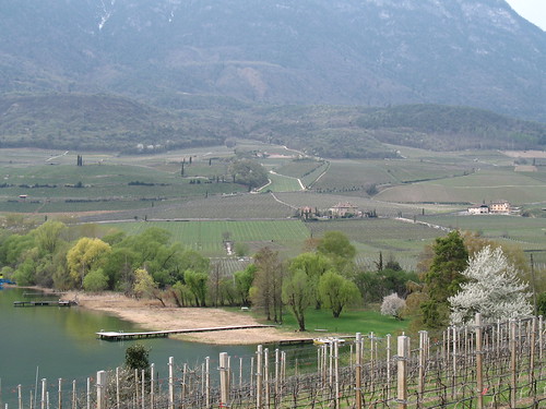 Blick vom Kalterer See in die hügelige Weinlandschaft in Richtung Dorfkern von Kaltern