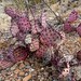 A Purple Cactus