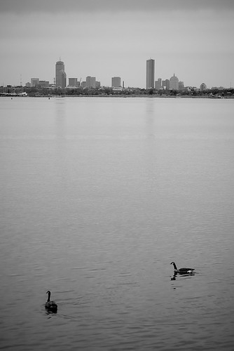 Geese and the Boston Skyline