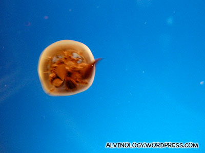 Tiny button mushroom-shaped jellyfish