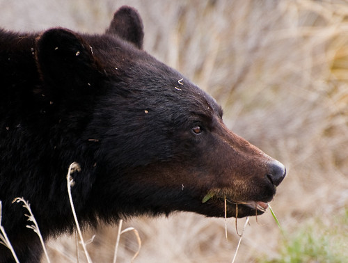 Black Bear Closeup