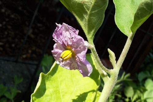 eggplant flower