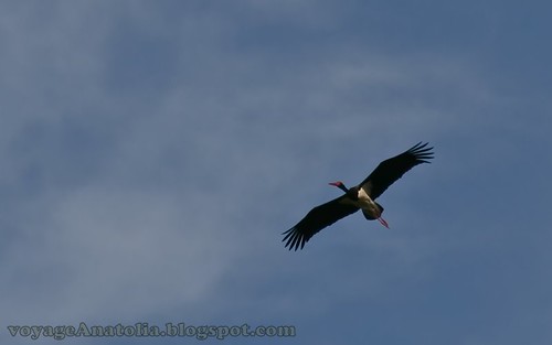 Flight of Black Stork by voyageAnatolia.blogspot.com