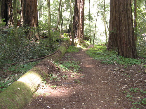 Timms Creek Trail