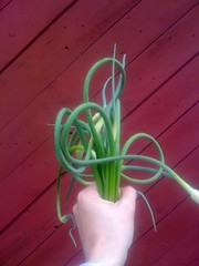 a bouquet of garlic scapes
