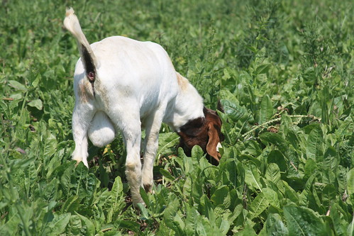 Boer buck grazing chicory
