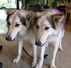 双子の2匹の犬