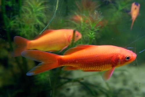 Златна рибица (фото Seven Pillars Lord Abbaddon)