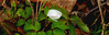 White bell wild Flower