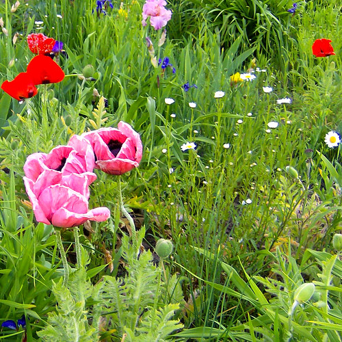 Poppies and Tulips