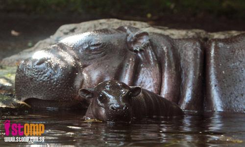 Singapore Zoo welcomes baby pygmy hippo!