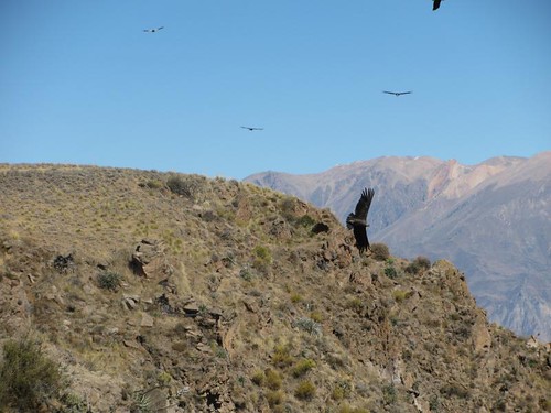 Condors flying