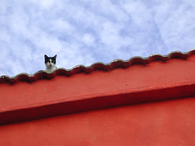 el gato sobre el tejado de ...