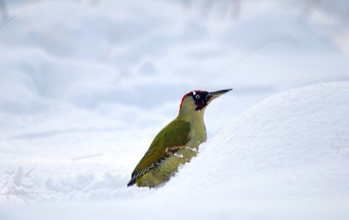 Green Woodpecker in the Snow