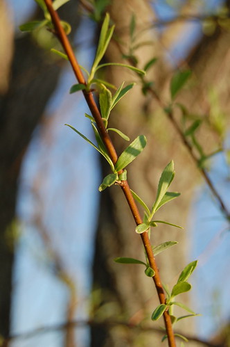 willow tree branch