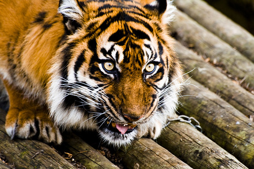 Dudley Zoo Sarah the Sumatran Tiger (Life Of Pi) on Flickr