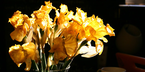 Daffodil light