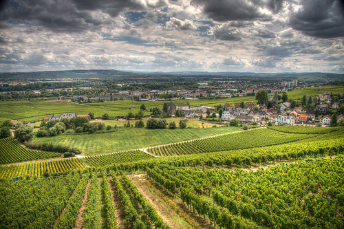 Wiesbaden 08 - Vineyard in Rheingau