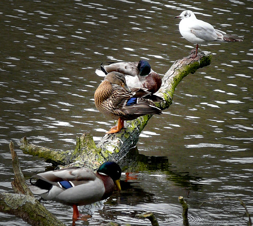 Ducks on branch 06Apr09