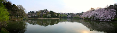 Las pequeñas y moteadas colinas de Mitsuike. Sakura (5)
