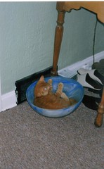 baby jasper in a bowl
