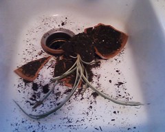 Amy Finally Killed My Spider Plant
