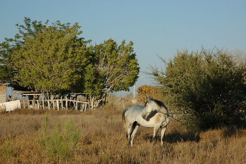 White gray horse, holding, stand of trees, desert, La Purisima / San Isidro, West Coastal, Baja California Sur, Mexico by Wonderlane