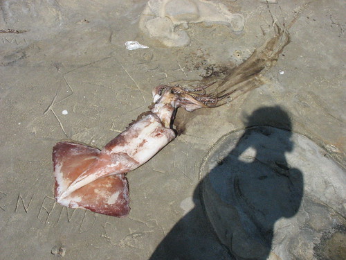Dead squid