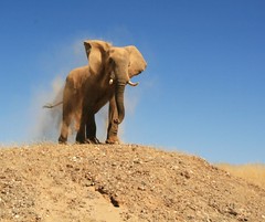 Elephant and Dust by Namibnat