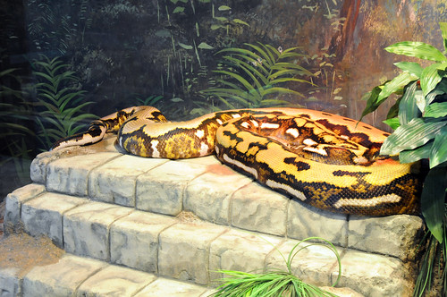 largest snake in world. The Worlds Largest Snake