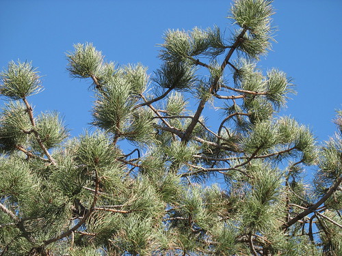 Pine Sky