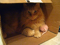 Jasper in the box