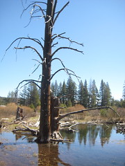 tree at donner creek