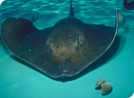Rough Tail Ray