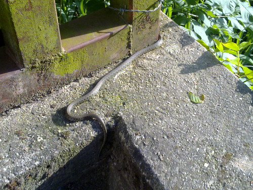 Snake in Brussels