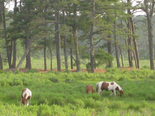 Wild Ponies at Sunset, Assateague