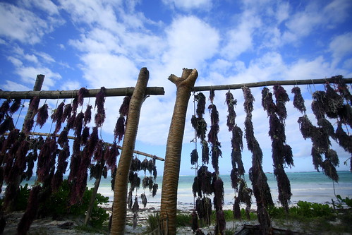 Matemwe seaweed drying