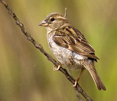 Female House Sparrow (Passer domesticus)