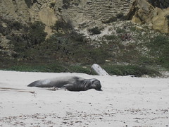 Male Elephant Seal